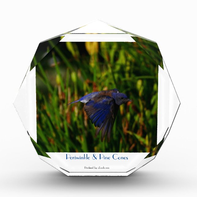 Velvety blue bird flying in front of budding iris photo block (Front)