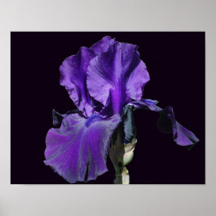 Velvety Purple Bearded Iris Flower Art Poster