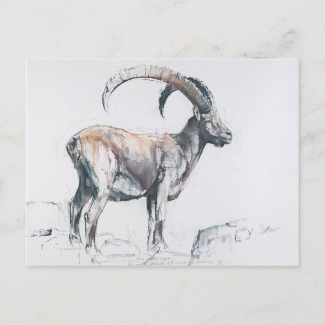 Venerando Stambecco 2006 Postcard (Front)
