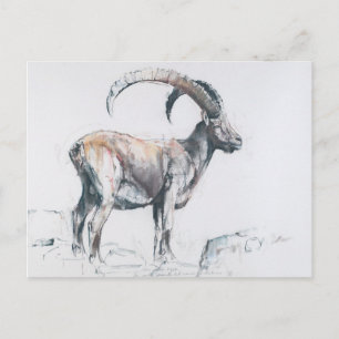 Venerando Stambecco 2006 Postcard
