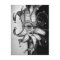 Venetian Carnevale Mask Postcard