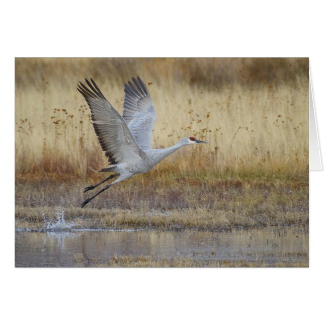 Venez voler avec moi Sandhill Crane (Devant horizontal)