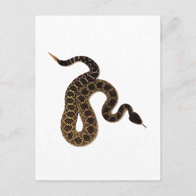 Venomous Bites Postcard (Front)