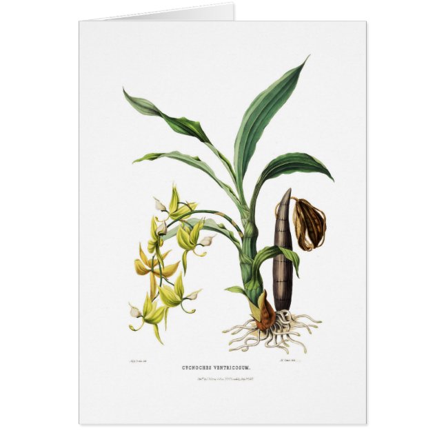 Ventricosum de Cycnoches (Devant)