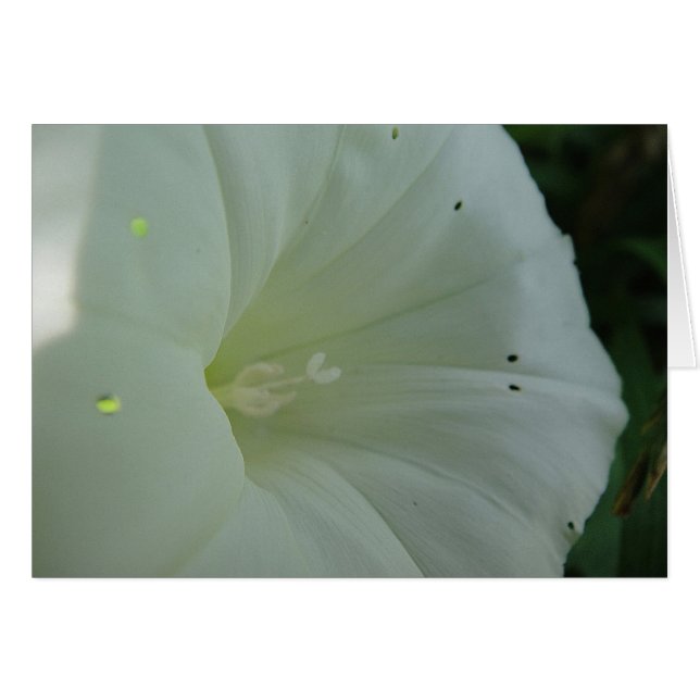 Vents blancs, blanc (Devant horizontal)