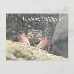 Ventura, California Postcard