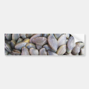 Venus Clam [หอยลาย] Bumper Sticker