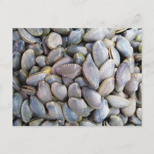 Venus Clam [หอยลาย] Postcard (Front)