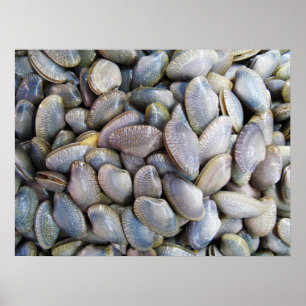 Venus Clam [หอยลาย] Poster