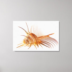 Venus Comb Murex shell (Murex pectin) against Canvas Print