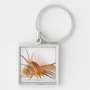 Venus Comb Murex shell (Murex pectin) against Keychain