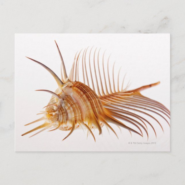 Venus Comb Murex shell (Murex pectin) against Postcard (Front)