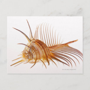 Venus Comb Murex shell (Murex pectin) against Postcard