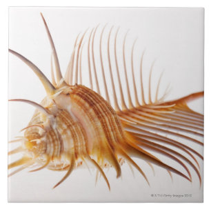 Venus Comb Murex shell (Murex pectin) against Tile