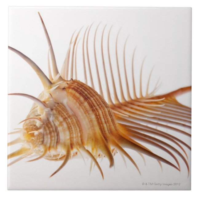 Venus Comb Murex shell (Murex pectin) against Tile (Front)