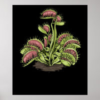 Venus Fly Trap Plant Carnivorous Plant Venus Fly