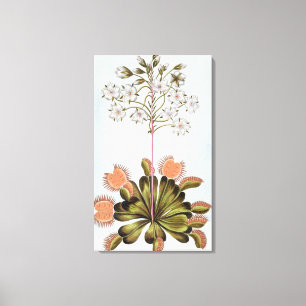 Venus Fly-trap, plate 84, from 'Collection Precieu Canvas Print
