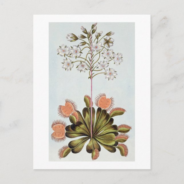 Venus Fly-trap, plate 84, from 'Collection Precieu Postcard (Front)