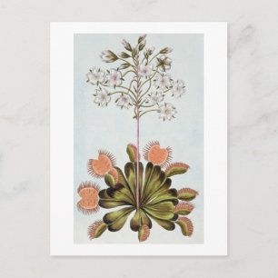 Venus Fly-trap, plate 84, from 'Collection Precieu Postcard