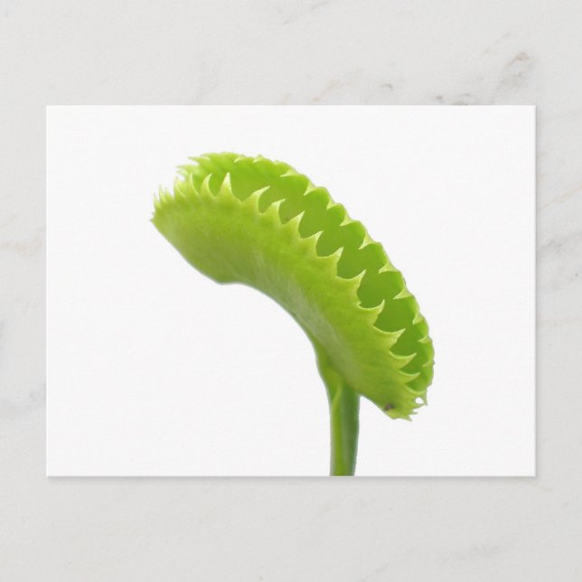 Venus Fly Trap Postcard (Front)