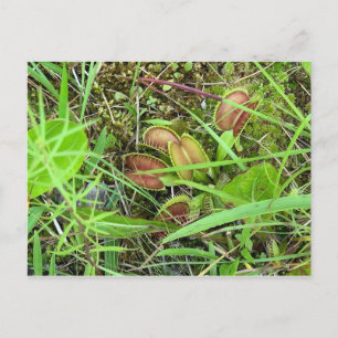 Venus Fly Traps Postcard