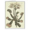 Venus Flytrap Botanical Illustration