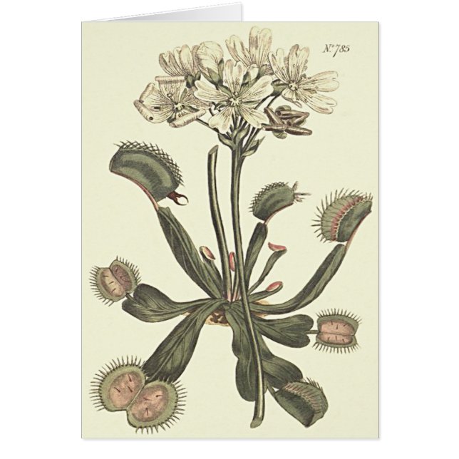 Venus Flytrap Botanical Illustration (Front)