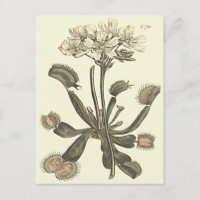 Venus Flytrap Botanical Illustration