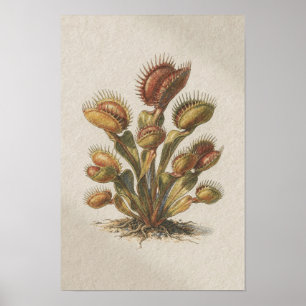 Venus Flytrap Botanical Study Poster
