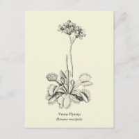 Venus Flytrap, Carnivorous Plant