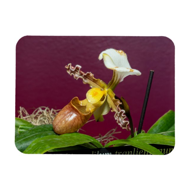 Venus Slipper Orchid Magnet (Horizontal)