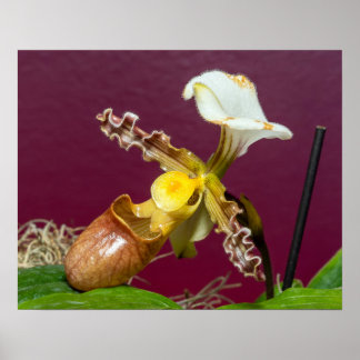 Venus Slipper Orchid Poster