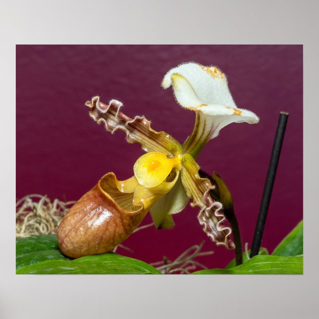 Venus Slipper Orchid Poster (Front)