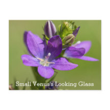 Venus's Looking Glass Purple Wildflower Postcard