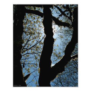 VER PHOTO PRINT