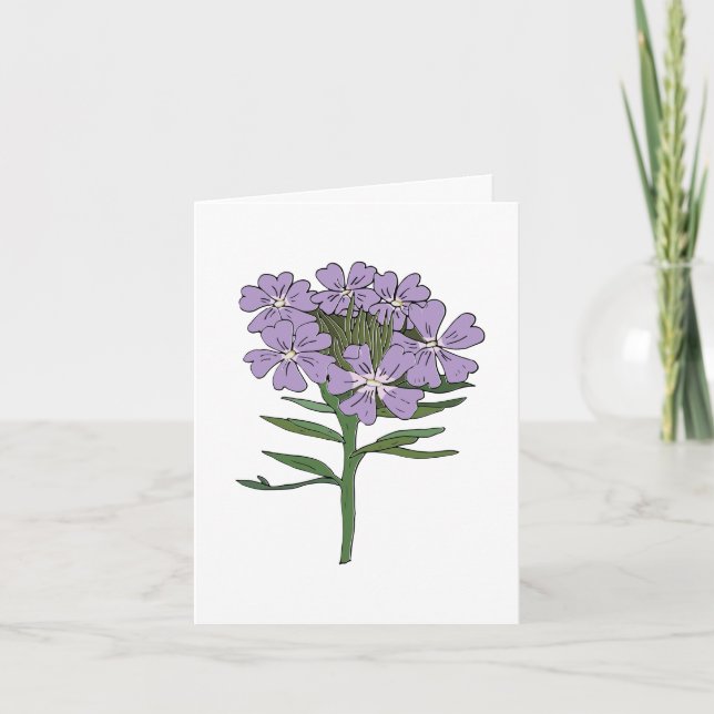 Verbena Blank de Texas Prairie (Devant)