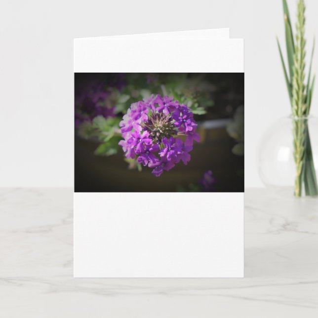 Verbena, card (Front)