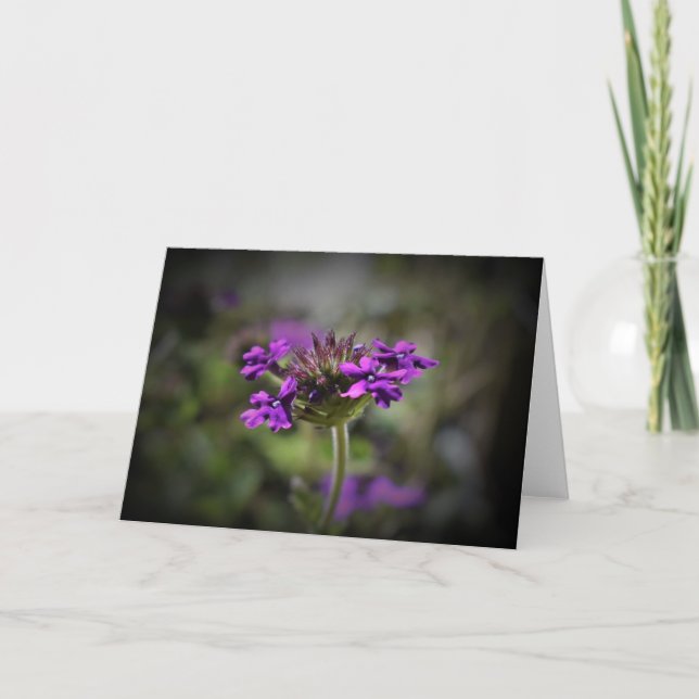 Verbena, card (Front)