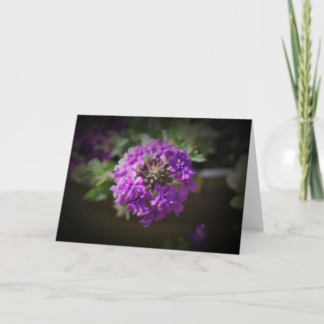 Verbena, card (Front)