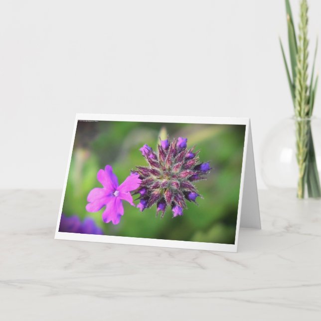 Verbena, card (Front)
