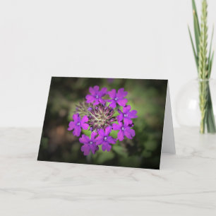 Verbena, card