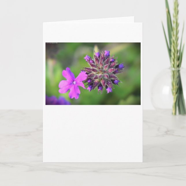 Verbena, card (Front)
