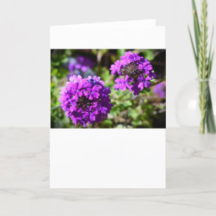 Verbena, Card