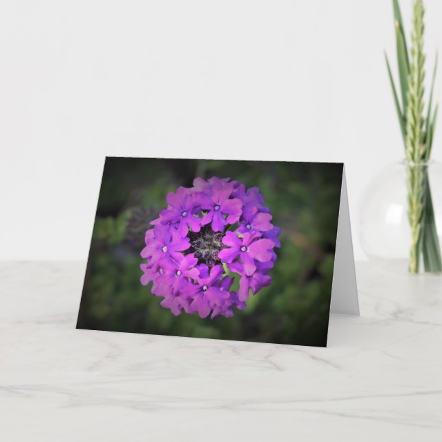 Verbena, card (Front)