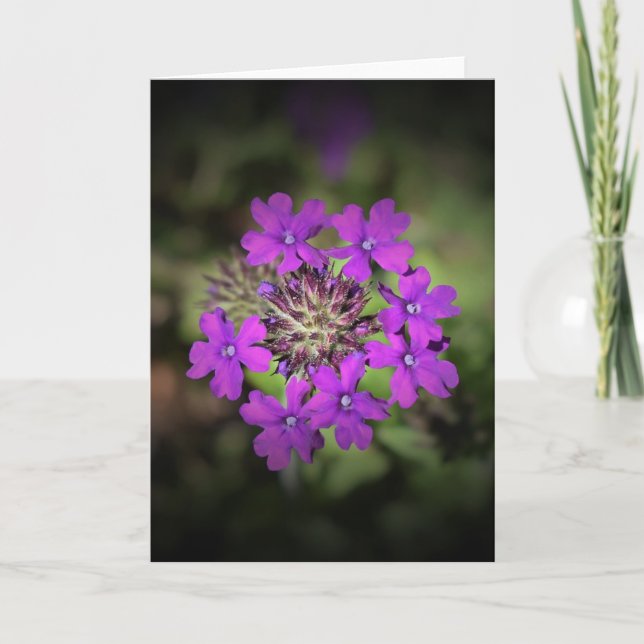 Verbena, carte (Devant)