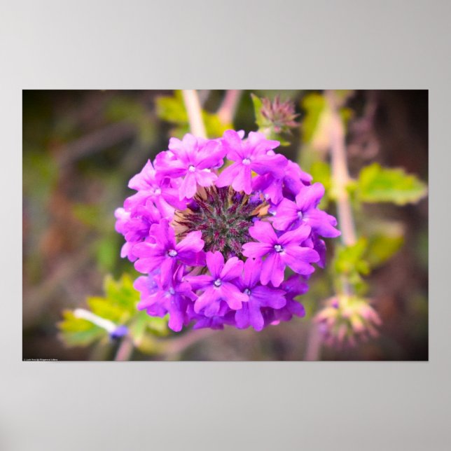 Verbena,  poster (Front)