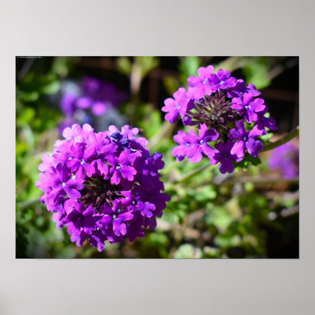 Verbena,  poster (Front)