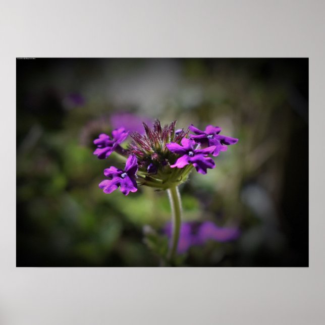 Verbena,  poster (Front)