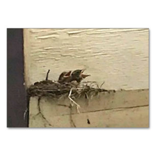 Verbs Chirping Birds Reading Flashcards for Adults Table Number