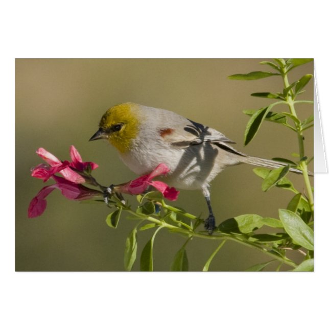 Verdin (Devant horizontal)